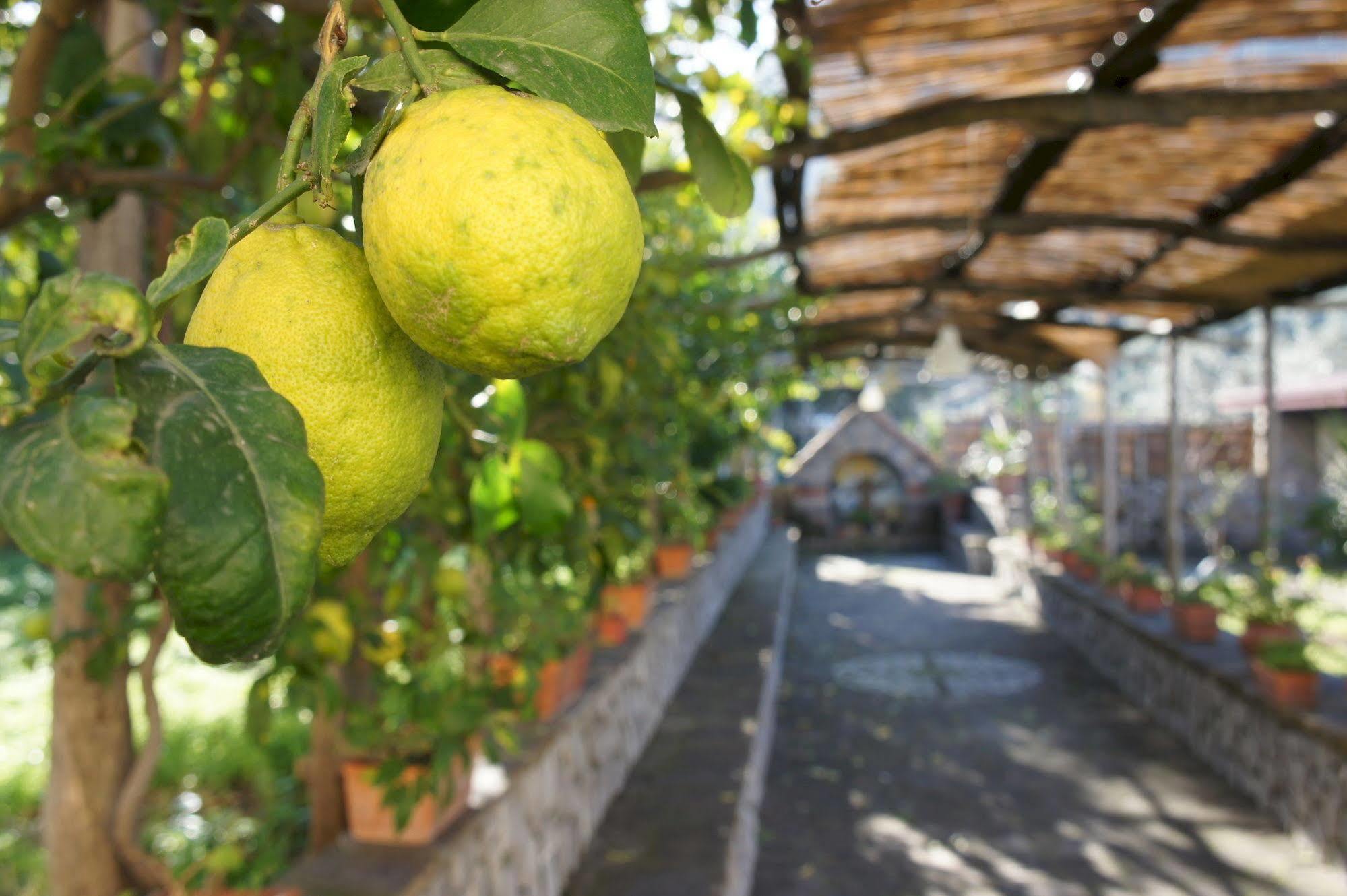 San Francesco Relais Bed & Breakfast Massa Lubrense Exterior foto